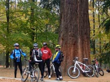 Josep Maria, Quimet, Ranvir i Ramon al costat d'un dels sequoies de Can Cassdes de Santa Fe del Montseny