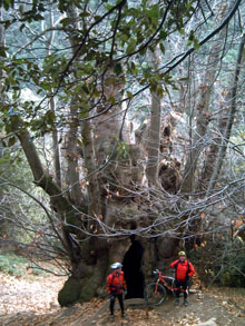 El Manel i el Ramon davant del castanyer gros d'en Cuc, arbre monumental de Catalunya