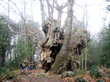 Castanyer gros dels Roters, encara que em vist avui arbres ms espectaculars, aquest s especial doncs dues vegades ms l'haviem buscat i no habia manera de localitzar-lo