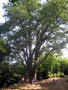 Roure de Santa Maria de Montnegre, arbre monumental